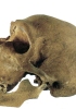 Il teschio dell’homo neanderthalensis ha la fronte bassa e l’arcata sopraccigliare prominente. Il reperto ha circa 400 mila anni ed è stato trovato in una cava presso Atapuerca (Spagna)