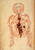 L’apparato digerente in una tavola dal Trattato di anatomia di Mansûr ibn Ilyas, studioso iraniano del XV secolo. Il disegno è del 1672. (Londra, British Library)