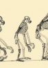 Scheletri a confronto: a sinistra quelli delle scimmie (gibbone, orango, scimpanzé e gorilla), a destra quello dell’uomo. Tavola da Thomas Huxley, Il posto dell’uomo nella natura, 1863.
