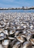 La strage di pesci causata dall’affondamento della petroliera statunitense Exxon Valdez al largo dell’Alaska nel marzo del 1989. 38 milioni di litri di petrolio si riversarono nell’oceano provocando una catastrofe ecologica senza precedenti.