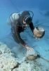 Archeologia marina, condotta dal professore George Bass presso la provincia di Mugla, in Turchia (Corbis)